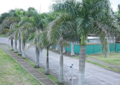 Palermo Village Heredia 10