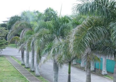 Palermo Village Heredia 11